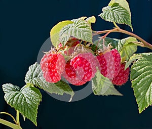 Raspberry bush plant. Branch of ripe raspberries