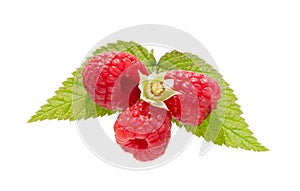 Raspberry bush plant. Branch of ripe raspberries