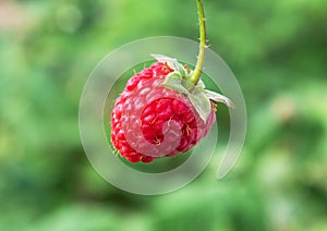 Raspberry bush plant. Branch of ripe raspberries