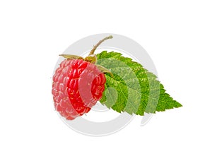 Raspberry bush plant. Branch of ripe raspberries