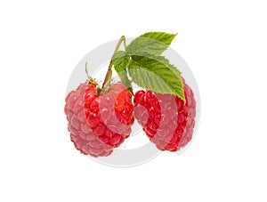 Raspberry bush plant. Branch of ripe raspberries