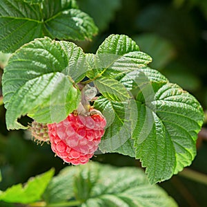 Raspberry bush plant. Branch of ripe raspberries
