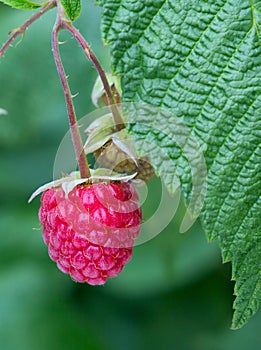 Raspberry bush plant. Branch of ripe raspberries