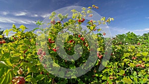 raspberry bush raspberries