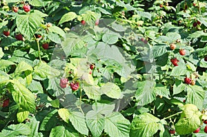 Raspberry bush. Ripe red raspberries harvest in summer garden