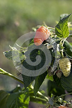 raspberry bush with ripe and unripe berries on natural background in fruit garden