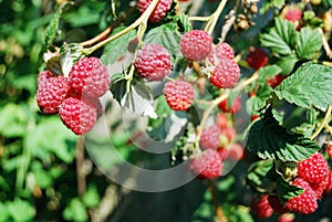 Raspberry bushes with berries on branches with green leaves