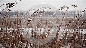 Raspberry cane with hoarfrost in winter field