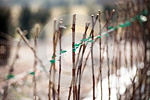 Raspberry canes cultivation in winter