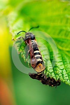 Raspberry clearwing moths mating