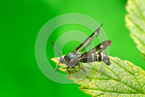 Raspberry clearwing, Pennisetia hylaeiformis on raspberry leaf