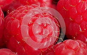 Raspberry close-up photo, macro focus bracketing, pink-red, hairs, raspberry background, Rubus Idaeus