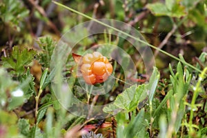 Raspberry cloudberry in autumn day