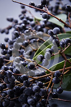 Raspberry clusters next to green and fresh leaves  of plants with a black background ..