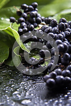 Raspberry clusters next to green and fresh leaves of  plants with a black background ..