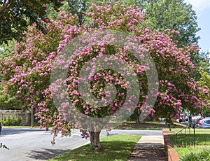 crepe myrtle tree in Virginia residential neighborhood photo