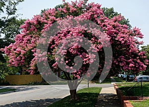 Raspberry colored crepe myrtle tree photo