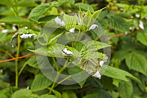 A raspberry crop with leaf damage