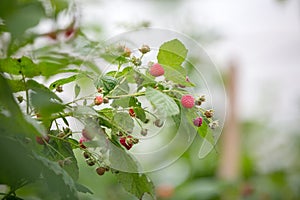 Raspberry in DonDuong - Lamdong
