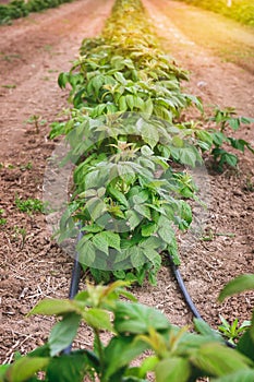 Raspberry field in the spring