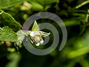 Raspberry flower on blurred natural background, close-up