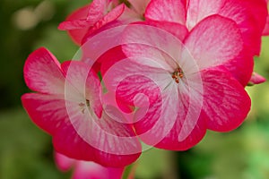 Raspberry flowers