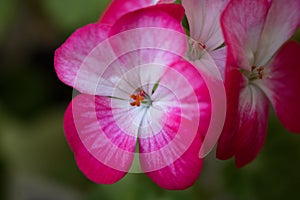 Raspberry flowers