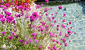 Raspberry flowers near the azure water fountain in Gardaland Theme Park in Castelnuovo Del Garda, Verona, Italy. photo