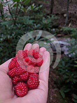 Raspberry Foraging