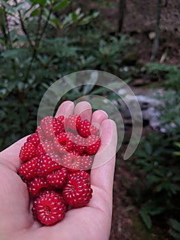 Raspberry Foraging photo