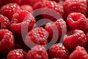 Raspberry fresh berries closeup, ripe fresh organic Raspberries red background, macro shot
