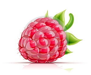 Raspberry. Fresh organic berry. Vector illustration.