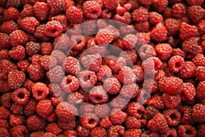 Raspberry fruit background