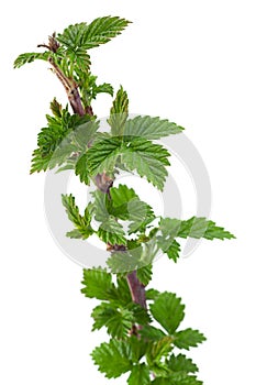 Raspberry fruit branch on white