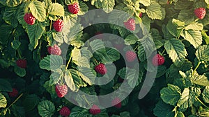 raspberry fruit plant tree background