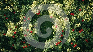 raspberry fruit plant tree background