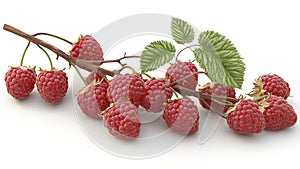 raspberry fruit plant tree isolated on white background