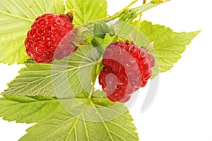 Raspberry fruit with stem and green leaves