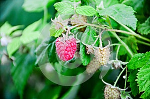 Raspberry garden