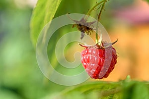 Raspberry in a garden in a village