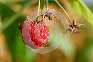 Raspberry in a garden in a village