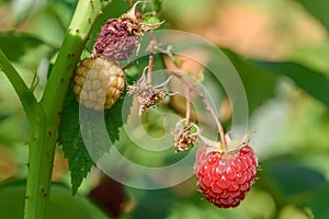 Raspberry in a garden in a village