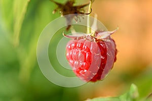 Raspberry in a garden in a village