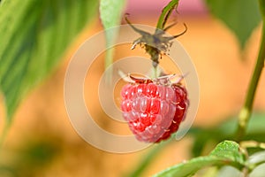 Raspberry in a garden in a village