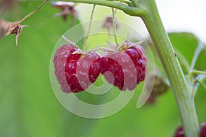 Raspberry on a green branch. Ripe reddish-pink raspberries in garden. Red sweet berries growing on raspberry bush in fruit garden.