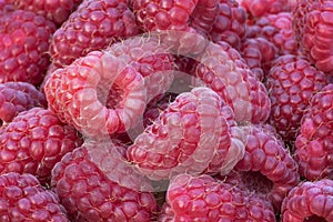 Raspberry group