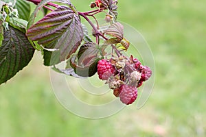 Raspberry Growing