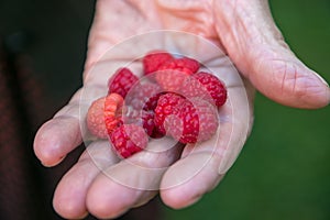 Raspberry in the hand of old picker