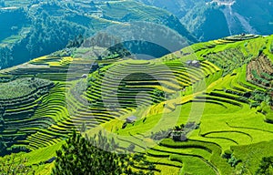 Raspberry hill and Terraced rice field of the H`Mong ethnic people