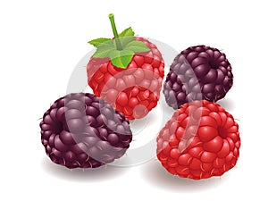 Raspberry, Hindberry Fruit